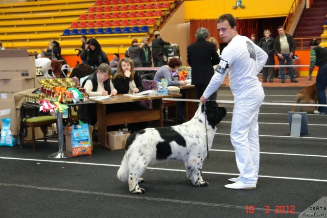 Фото: ньюфаундленд Аквиан Сонг Зеро Гравити (Akvian Song Zero Graviti), Александр Розенфельд