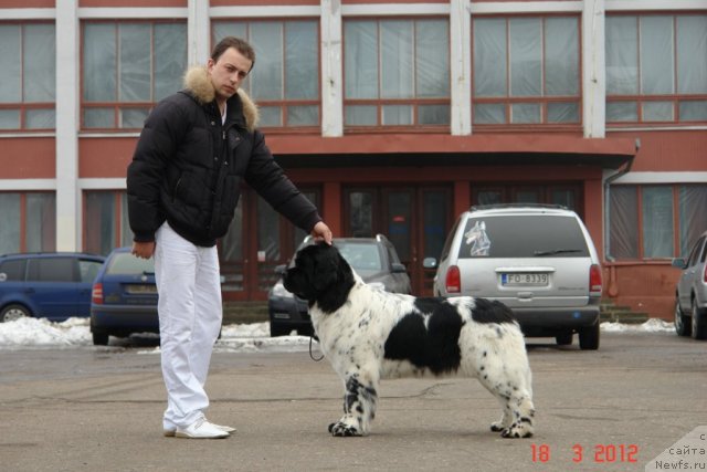 Фото: ньюфаундленд Аквиан Сонг Зеро Гравити (Akvian Song Zero Graviti), Александр Розенфельд