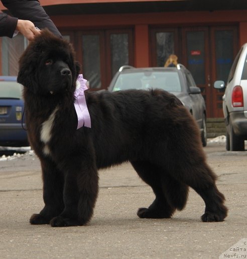 Фото: ньюфаундленд Love Me Tender Midnight Bear