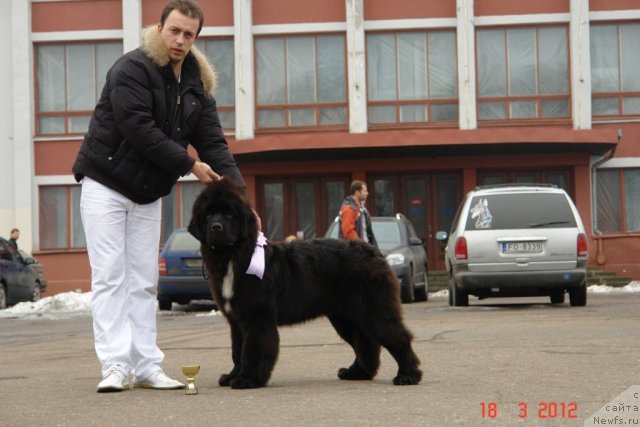 Фото: Александр Розенфельд, ньюфаундленд Love Me Tender Midnight Bear