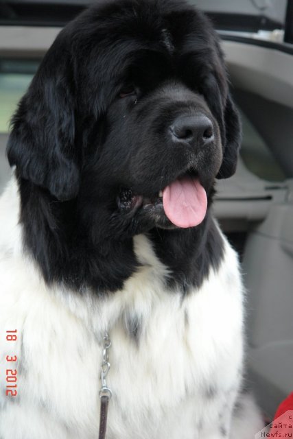 Фото: ньюфаундленд Аквиан Сонг Зеро Гравити (Akvian Song Zero Graviti)