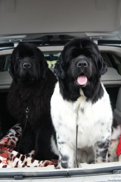 Фото: ньюфаундленд Сент Джонс Хендсел фо Ми (Sent Djons Handsel for Me), ньюфаундленд Аквиан Сонг Зеро Гравити (Akvian Song Zero Graviti)