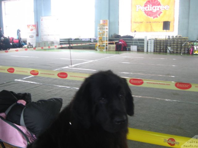 Фото: ньюфаундленд Александрия Моя Радость