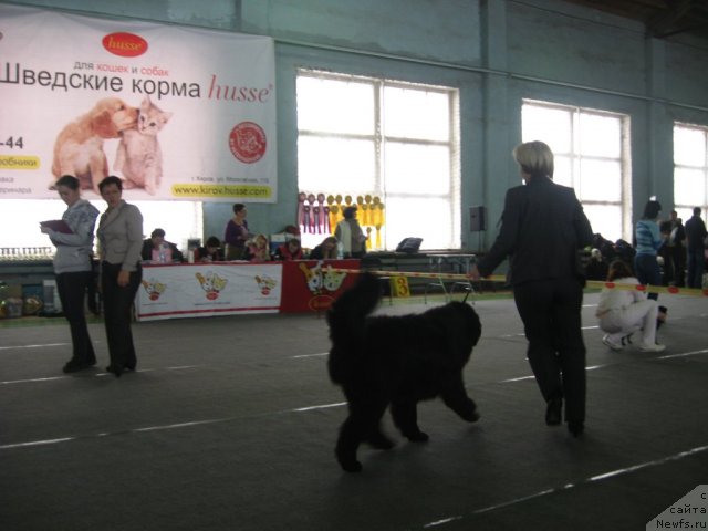 Фото: ньюфаундленд Александрия Моя Радость, Ольга Будина