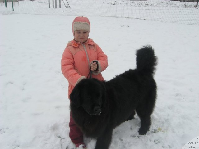 Фото: ньюфаундленд Александрия Моя Радость, Наташа