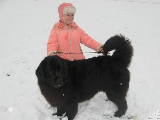 Фото: ньюфаундленд Александрия Моя Радость, Наташа