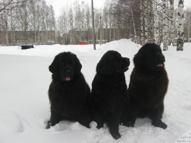 Фото: ньюфаундленд Александрия Моя Радость, ньюфаундленд Нефертити Красавица Грядет, ньюфаундленд Уильям Наследник Трона