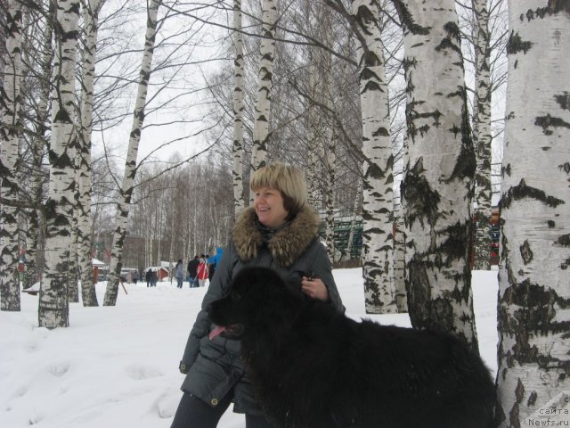 Фото: ньюфаундленд Александрия Моя Радость, Ольга Будина