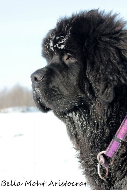 Фото: Бэлла Мосс Аристократ