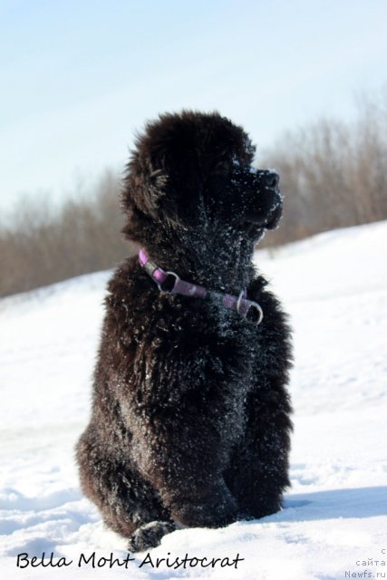 Фото: Bella Moth Aristocrat, Кристина Марцюга