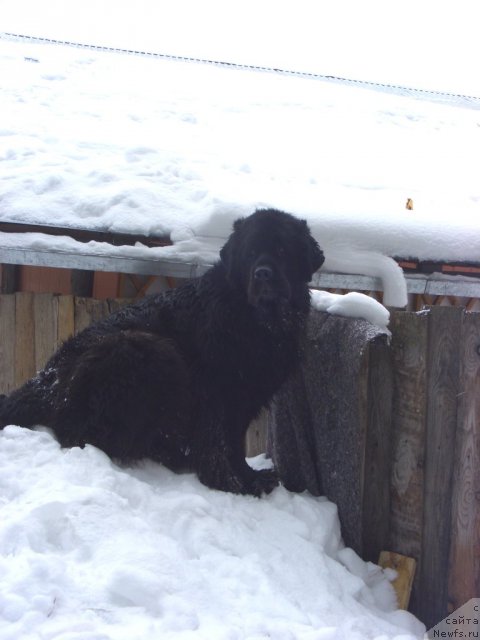 Фото: ньюфаундленд Акин Соул София