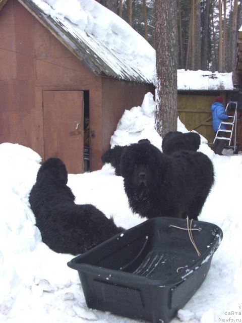 Фото: ньюфаундленд Анджел Викториус, Фрося и 