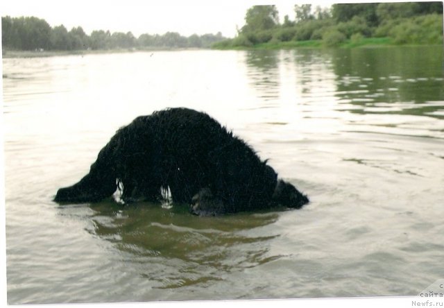 Фото: ньюфаундленд Дивная Ночь из Тихого Омута, Татьяна Пойдина