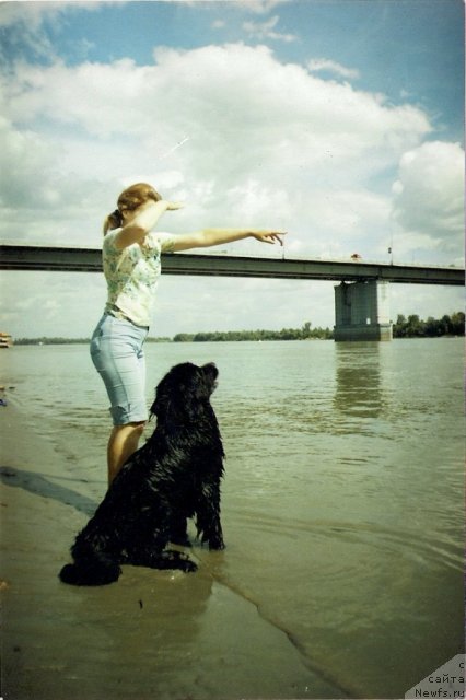 Фото: ньюфаундленд Дивная Ночь из Тихого Омута