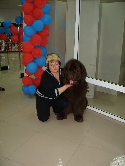 Фото: ньюфаундленд Черный Шарм Амбер Бест Дог ФО Марлеон, Татьяна Шайдук