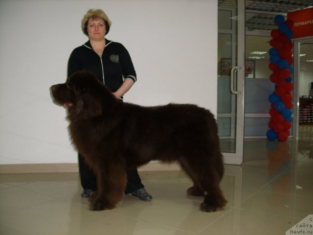 Фото: ньюфаундленд Черный Шарм Амбер Бест Дог ФО Марлеон, Татьяна Шайдук