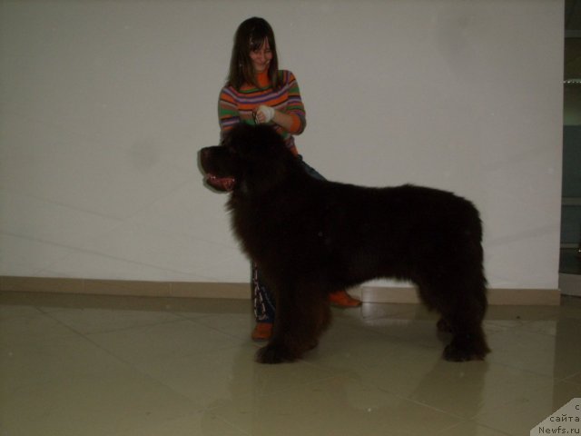 Фото: ньюфаундленд Черный Шарм Амбер Бест Дог ФО Марлеон, с хендлером -Светланой
