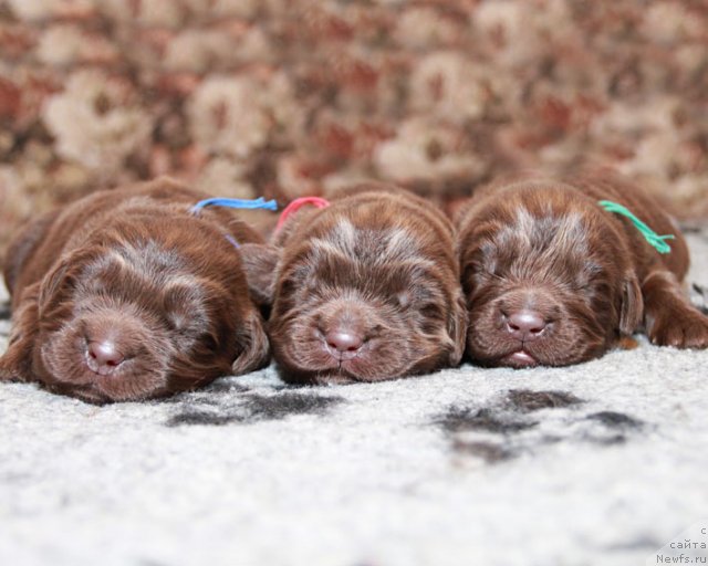 Фото: ньюфаундленд Хелло Ай Эм Царь с Берега Дона (Hello I am Czar s Berega Dona), ньюфаундленд Хорунжий с Берега Дона (Horunzhy s Berega Dona), ньюфаундленд Хуго Босс с Берега Дона (Hugo Boss s Berega Dona)