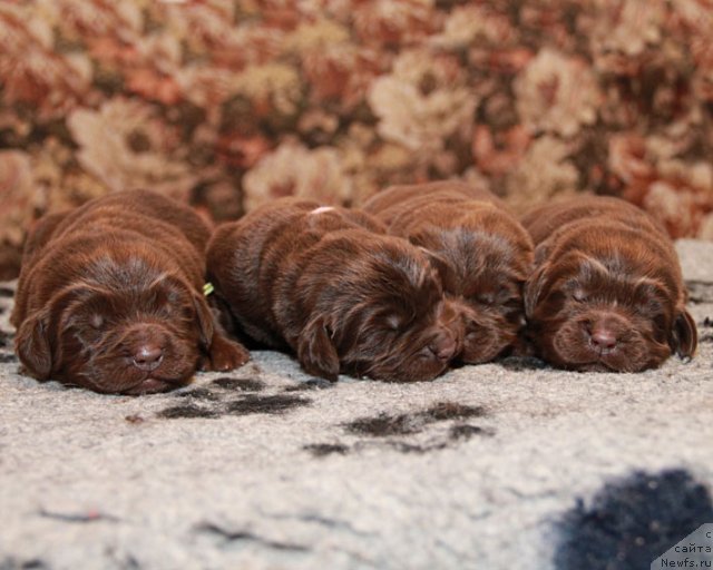 Фото: ньюфаундленд Хозяйка Дома с Берега Дона (Hozjajka Doma s Berega Dona), ньюфаундленд Хорошая Девчонка с Берега Дона (Horoshaja Devchonka s Berega Dona), ньюфаундленд Хаппинесс Лонг-Аваитед с Берега Дона (Happyness Long-Awaited s Berega Dona), ньюфаундленд Хохотушка с Берега Дона (Hohotushka s Berega Dona)