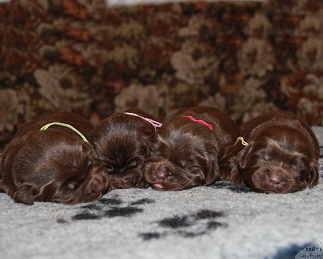 Фото: ньюфаундленд Хозяйка Дома с Берега Дона (Hozjajka Doma s Berega Dona), ньюфаундленд Хорошая Девчонка с Берега Дона (Horoshaja Devchonka s Berega Dona), ньюфаундленд Хаппинесс Лонг-Аваитед с Берега Дона (Happyness Long-Awaited s Berega Dona), ньюфаундленд Хохотушка с Берега Дона (Hohotushka s Berega Dona)