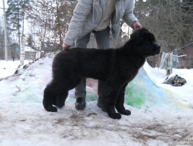 Фото: ньюфаундленд Примадонна Климская