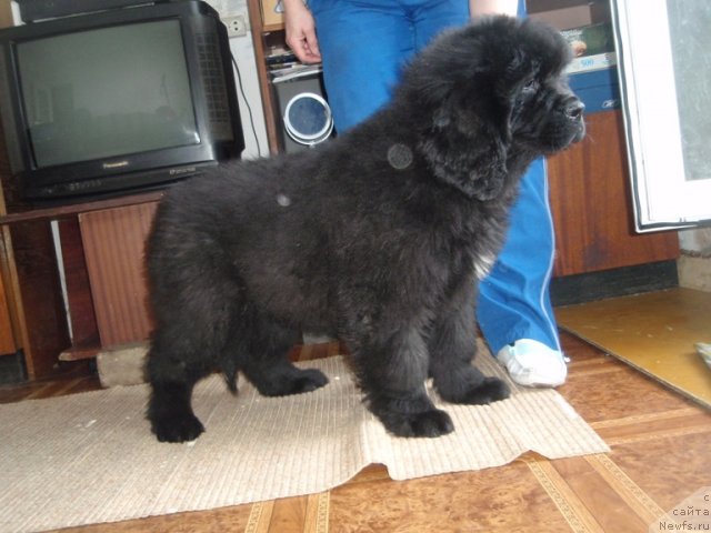 Фото: ньюфаундленд Блэк Диамонд Агидель от Потапа Урмас