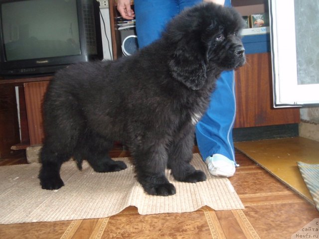 Фото: ньюфаундленд Блэк Диамонд Агидель от Потапа Урмас