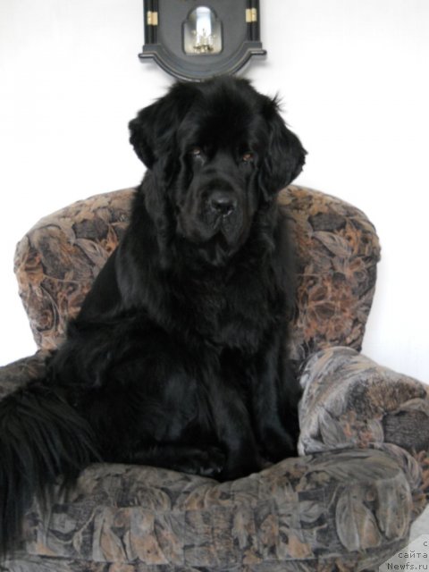 Фото: ньюфаундленд Калифорния из Медвежьего Яра