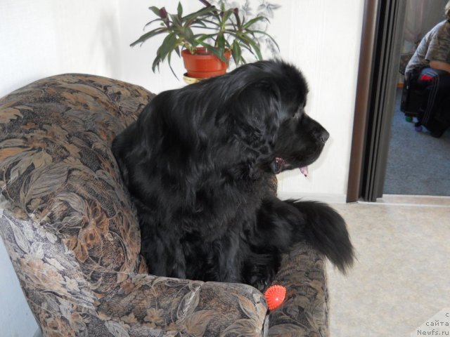 Фото: ньюфаундленд Калифорния из Медвежьего Яра