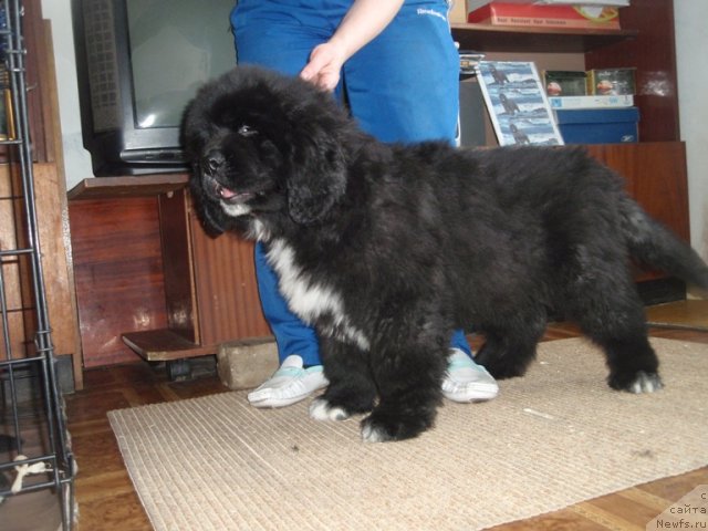 Фото: ньюфаундленд Блэк Диамонд Агидель от Потапа Умберто