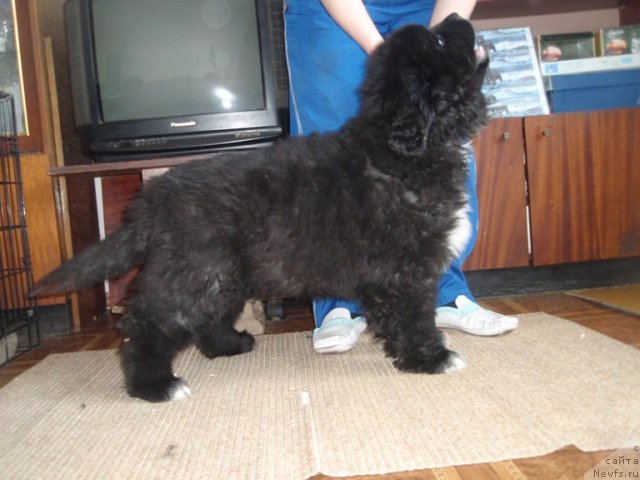 Фото: ньюфаундленд Блэк Диамонд Агидель от Потапа Умберто