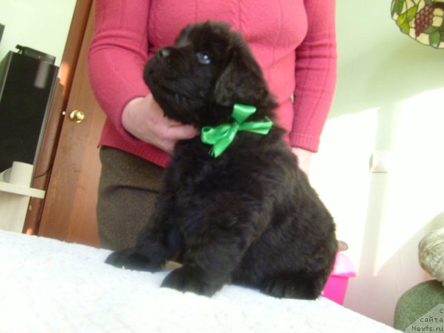 Фото: дети, ньюфаундленд Красивая Затея