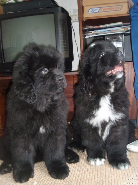 Фотография № 89887