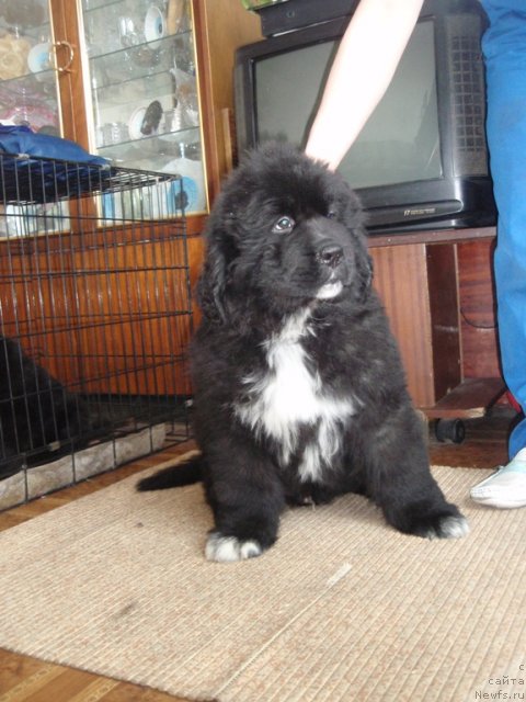 Фото: ньюфаундленд Блэк Диамонд Агидель от Потапа Умберто