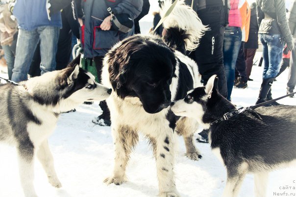 Фотография № 89889