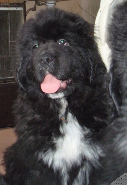 Фото: ньюфаундленд Блэк Диамонд Агидель от Потапа Умберто