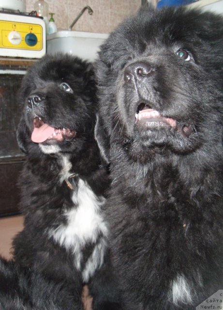 Фото: ньюфаундленд Блэк Диамонд Агидель от Потапа Урмас, ньюфаундленд Блэк Диамонд Агидель от Потапа Умберто