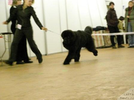 Фото: ньюфаундленд Cayuga Mescalero