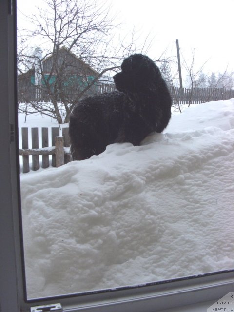 Фото: ньюфаундленд Акин Соул София
