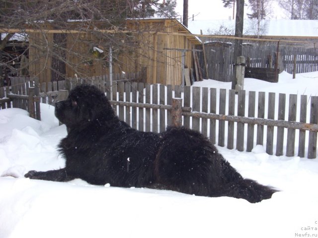 Фото: ньюфаундленд Акин Соул София