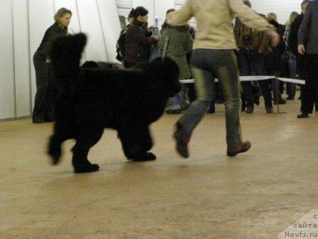 Фото: ньюфаундленд My Big Dream Eyecatcher