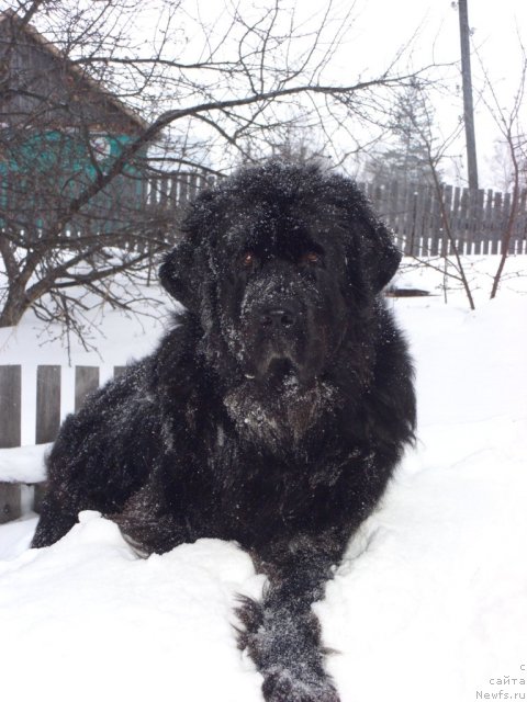 Фото: ньюфаундленд Акин Соул София