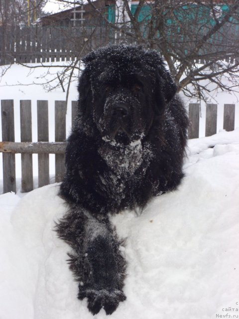 Фото: ньюфаундленд Акин Соул София