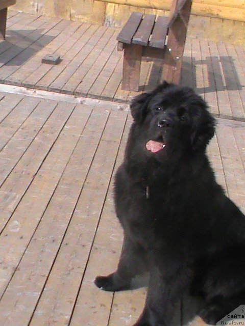 Фото: ньюфаундленд Очаровательная Фея от Ласкового Дельфина (Ocharovatelnaya Feya ot Laskovogo Delphina)