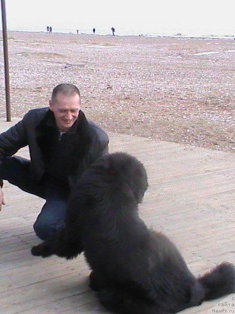 Фото: ньюфаундленд Очаровательная Фея от Ласкового Дельфина (Ocharovatelnaya Feya ot Laskovogo Delphina)