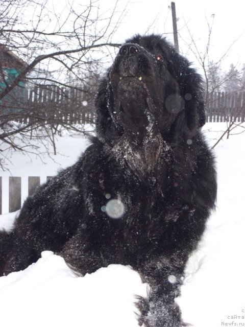 Фото: ньюфаундленд Акин Соул София