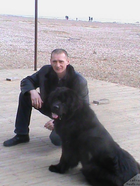 Фото: ньюфаундленд Очаровательная Фея от Ласкового Дельфина (Ocharovatelnaya Feya ot Laskovogo Delphina)