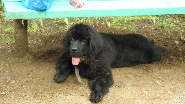 Фото: ньюфаундленд Очаровательная Фея от Ласкового Дельфина (Ocharovatelnaya Feya ot Laskovogo Delphina)