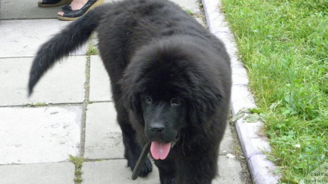 Фото: ньюфаундленд Очаровательная Фея от Ласкового Дельфина (Ocharovatelnaya Feya ot Laskovogo Delphina)