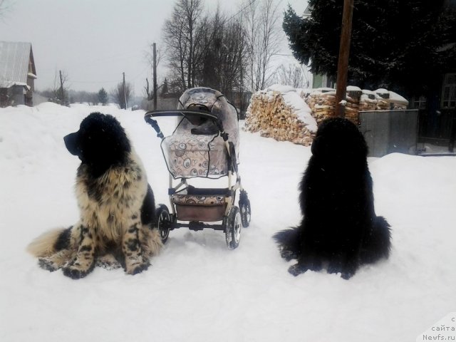 Фото: ньюфаундленд Их Высочество Владлена Маджикс, ньюфаундленд Супер Бизон Екатеринбург (Super Bizon Ekaterinburg), Ирина Нистратова